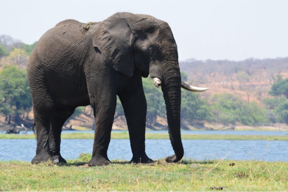 “Although elephants bring problems, they also bring benefits:” The complexities of human-wildlife coexistence