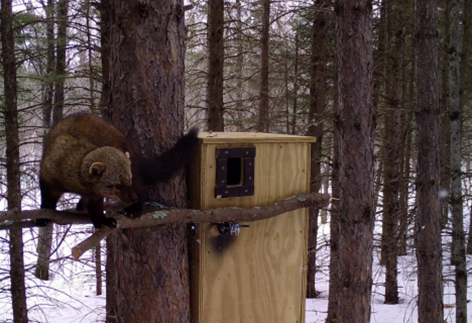 Using temperature loggers to monitor den box use by American martens, fishers, and tree squirrels